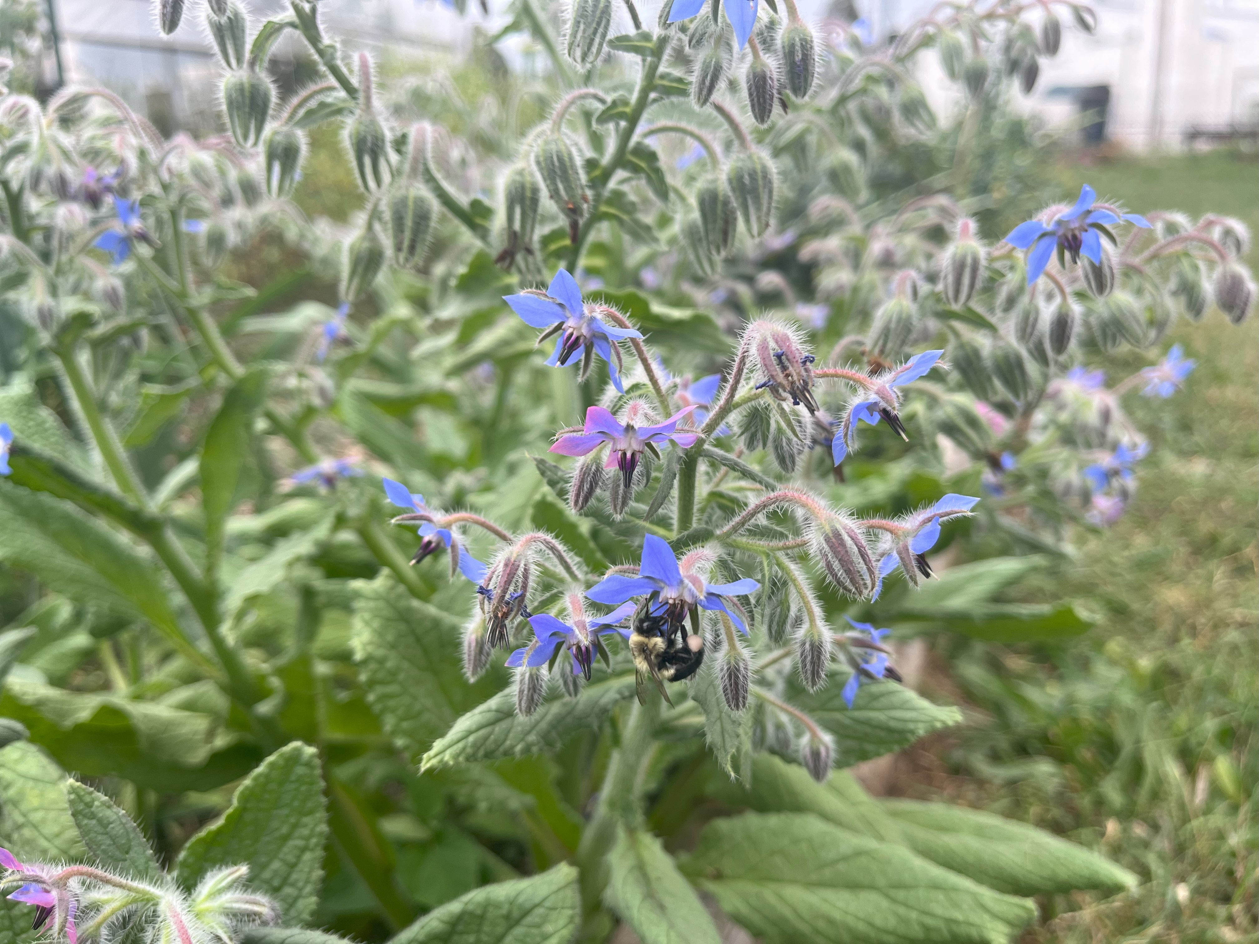 Close-up of borage flowers representing consultation services