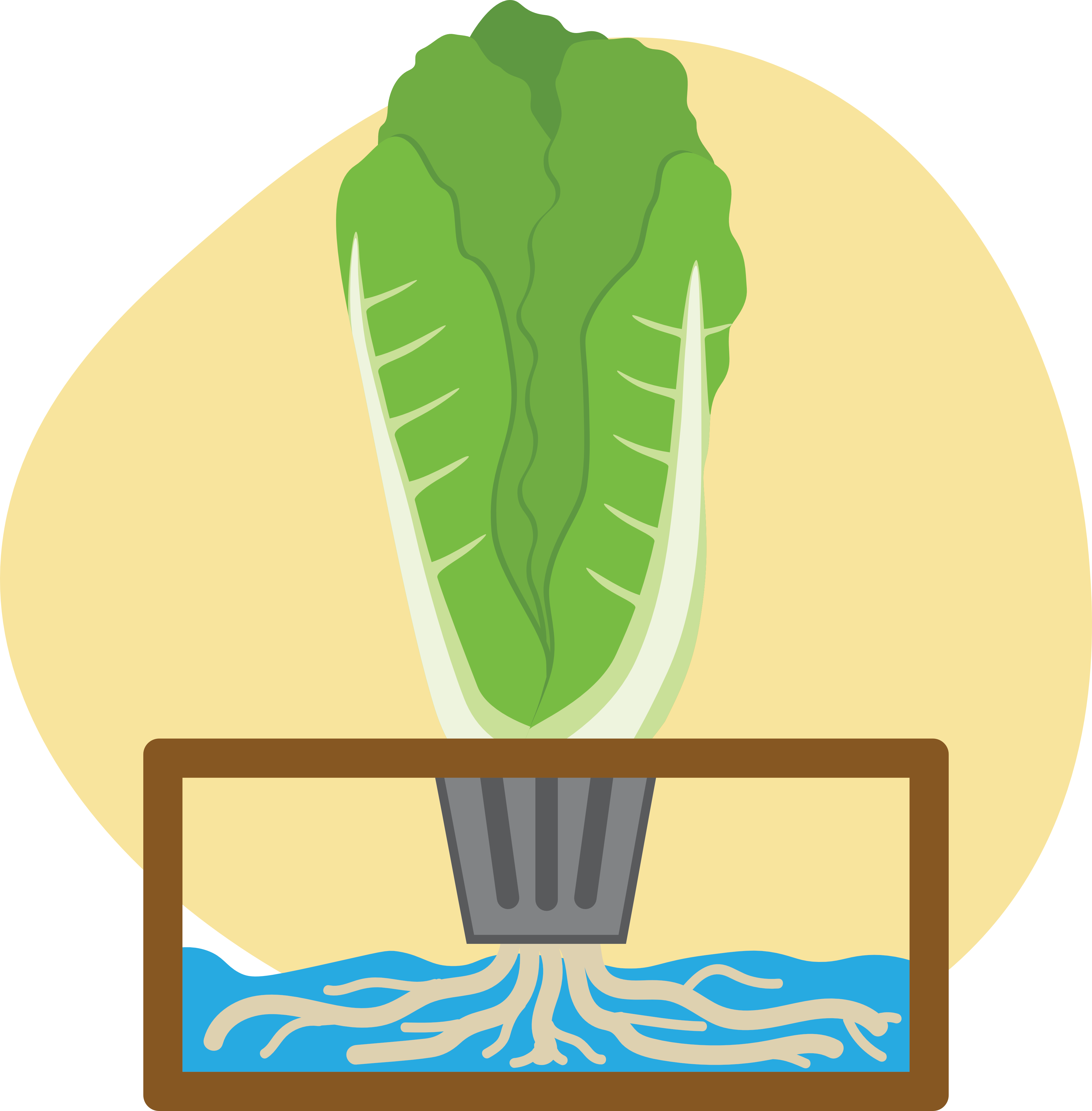 Hydroponics graphic of romaine lettuce growing hydroponically