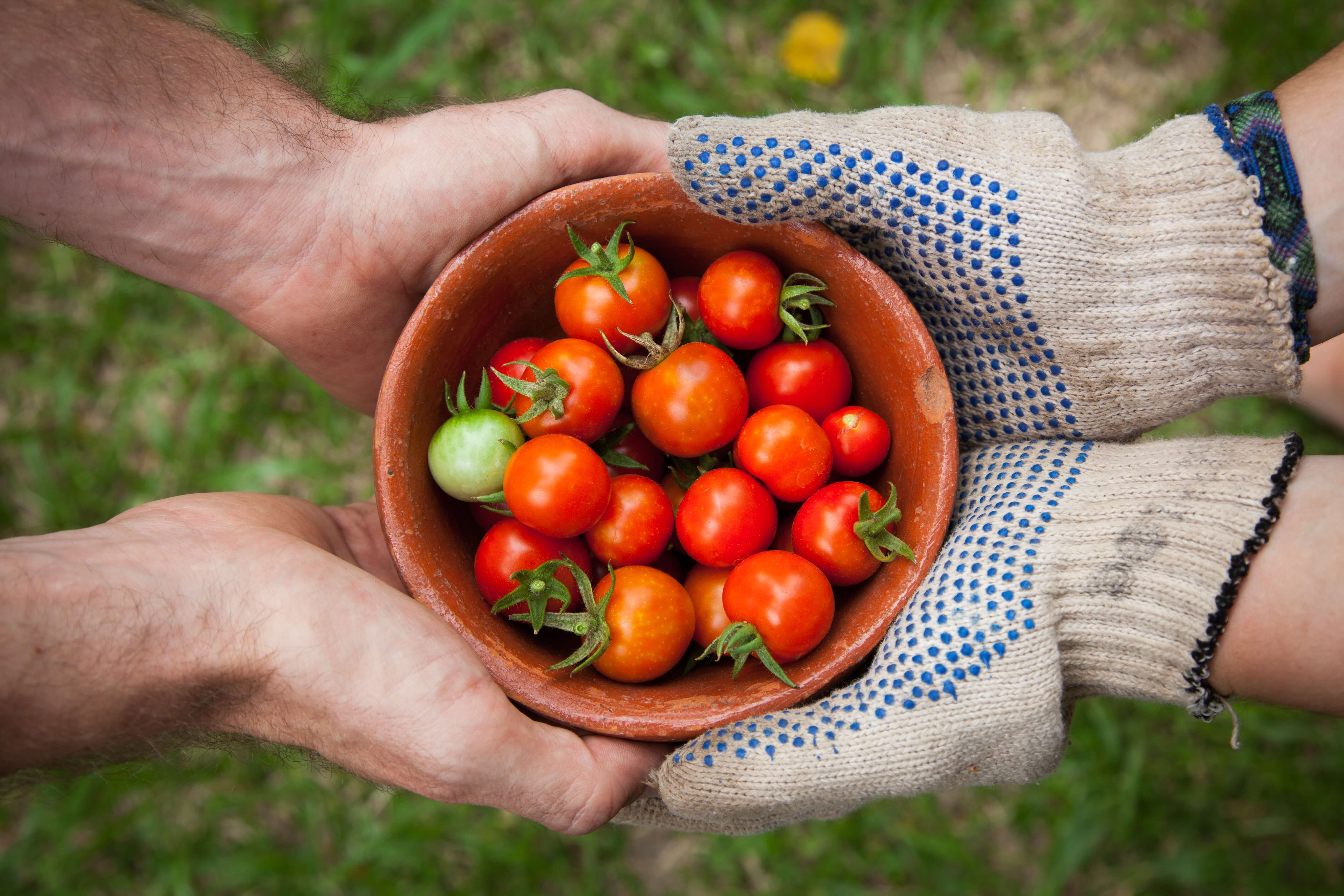 Hands handing off a bowl filled with cherry tomatoes to another set of hands