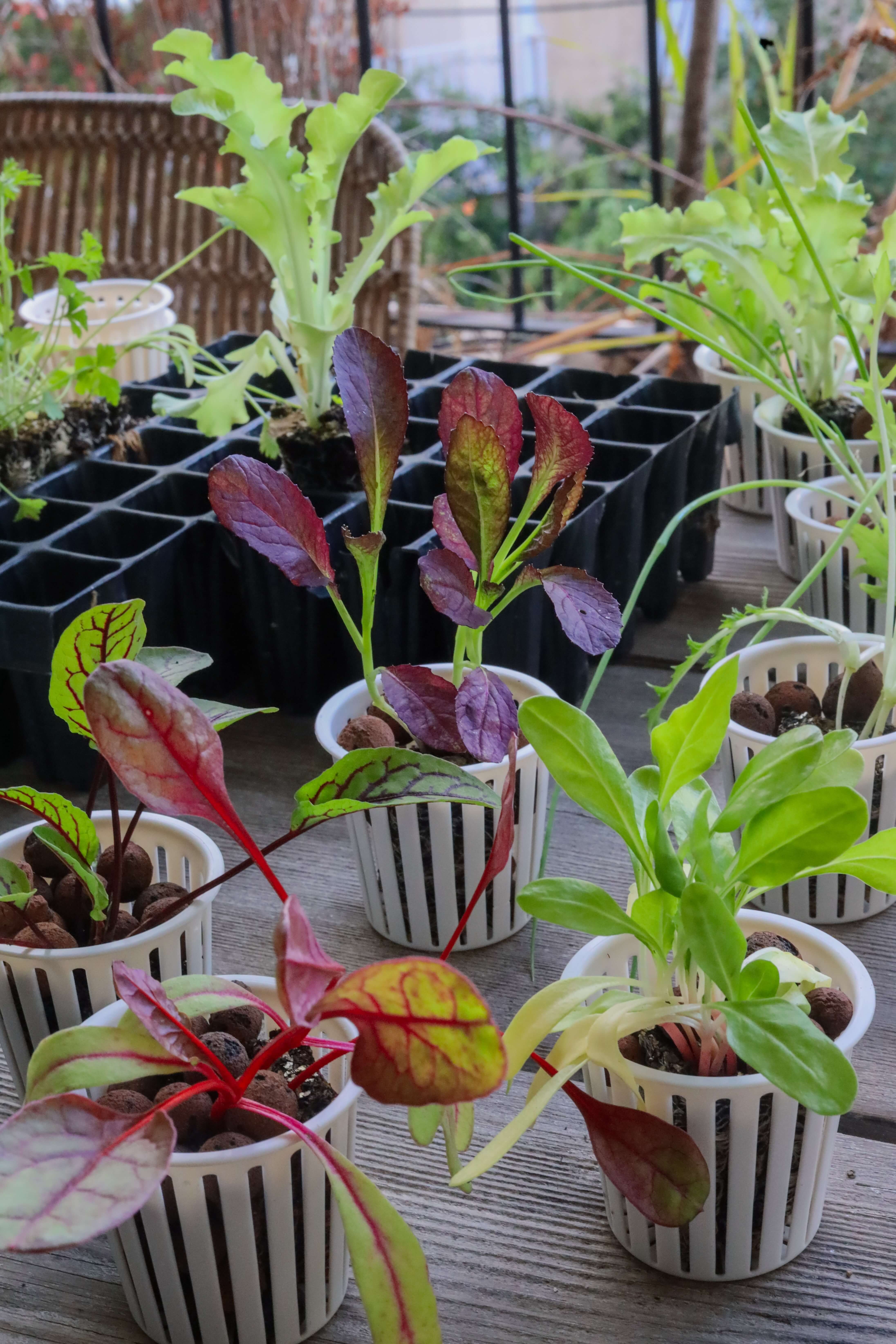 Various leafy green seedlings sitting in net cups filled with leca, ready for planting in a hydroponics system