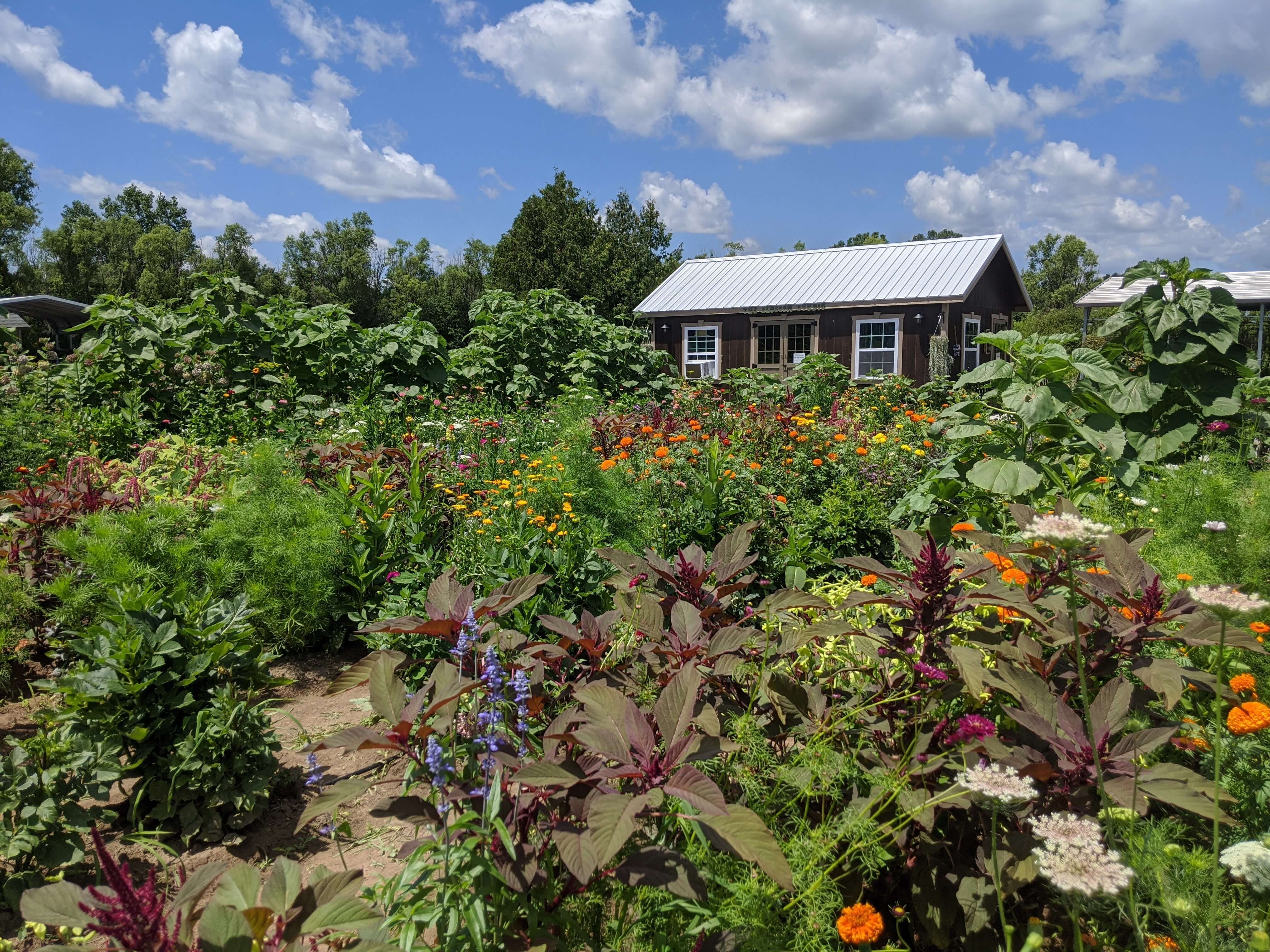 Garden filled with an abundance of native plants