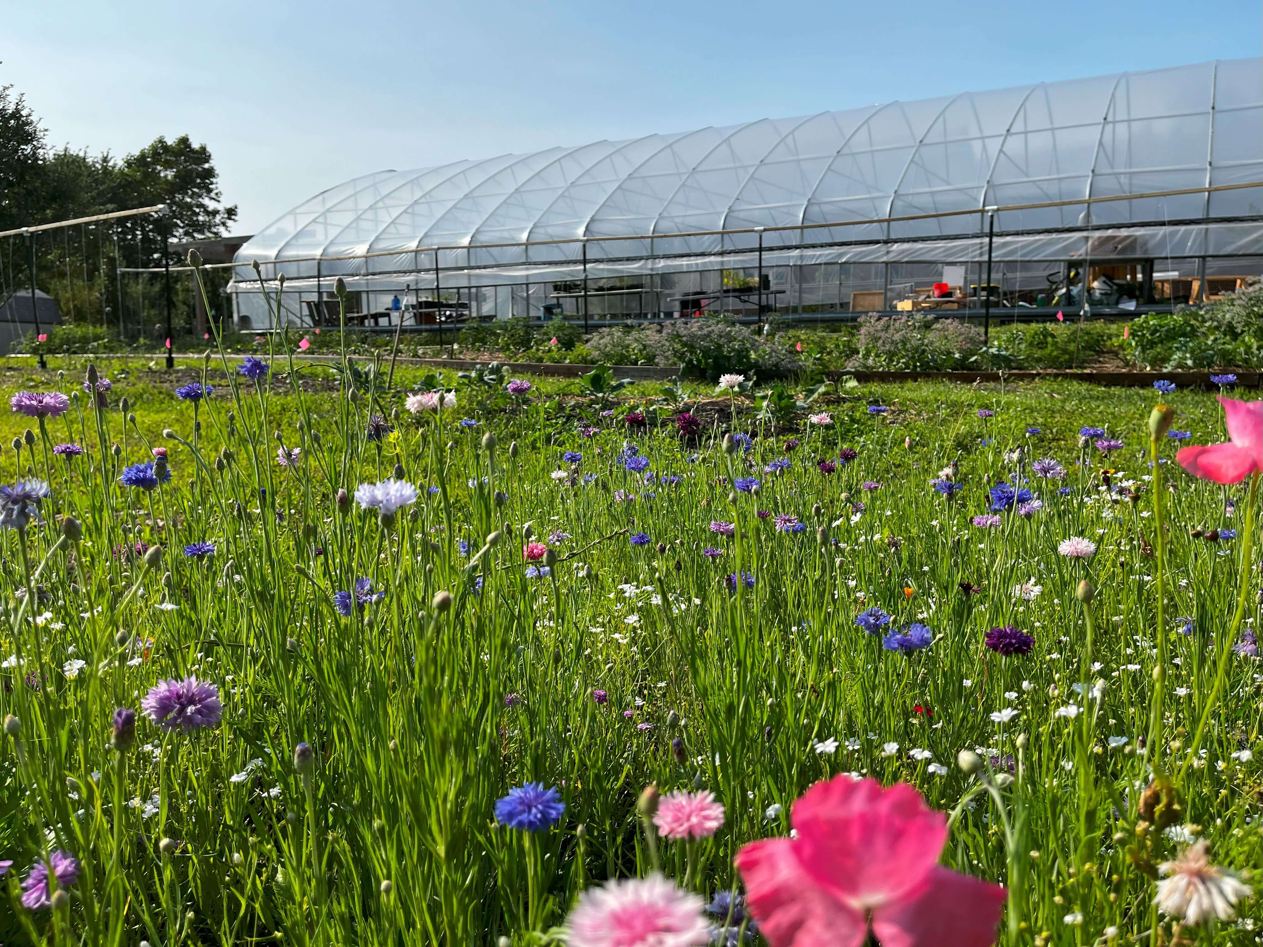 Flower bed at Vel's Purple Oasis filled with wildflowers in the foreground with a farm plot and high tunnel in the background:...