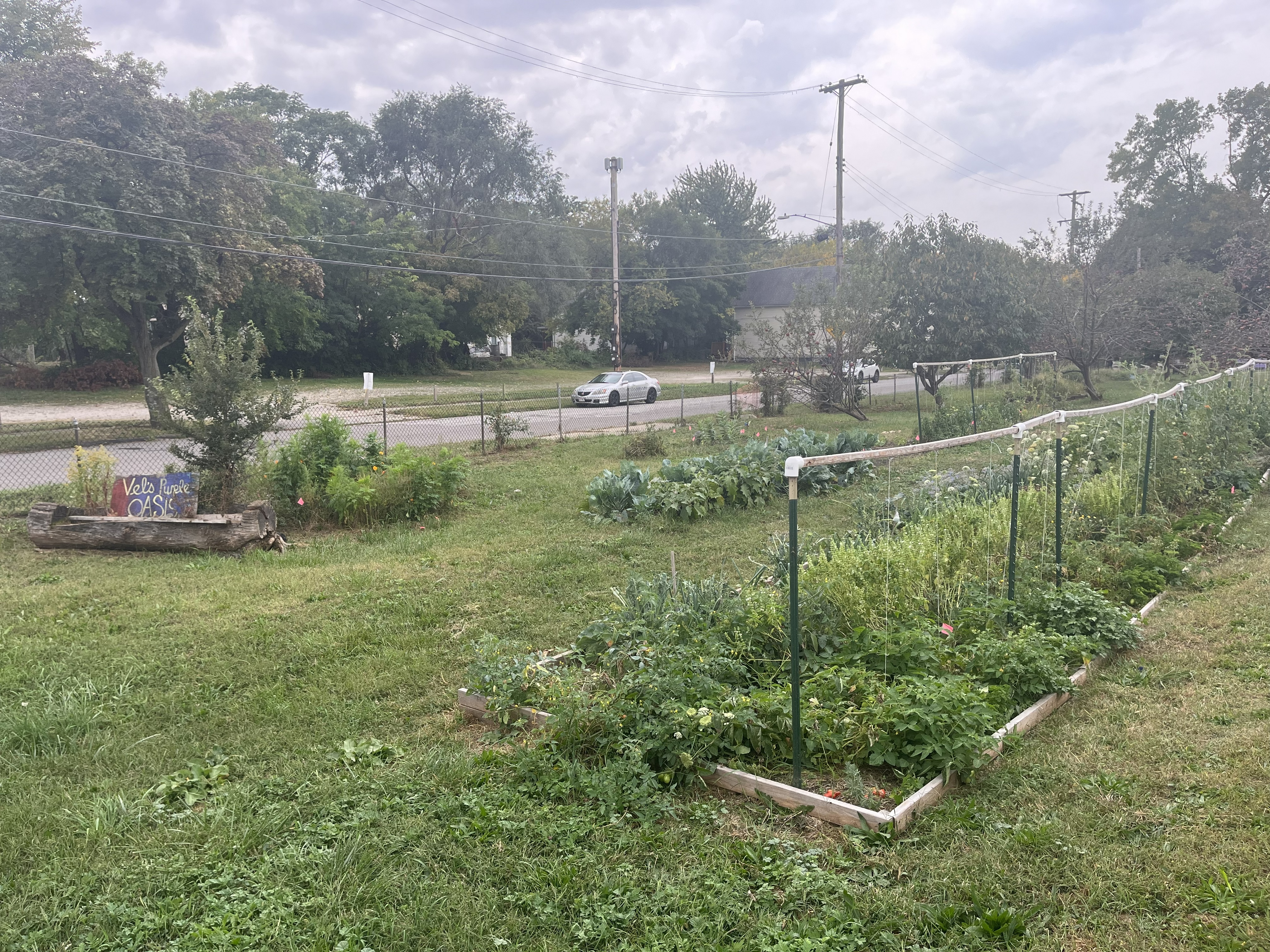 Flower bed at Vel's Purple Oasis filled with wildflowers in the foreground with a farm plot and high tunnel in the background:...