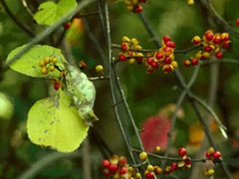 Asian bittersweet (Celastrus orbiculatus)