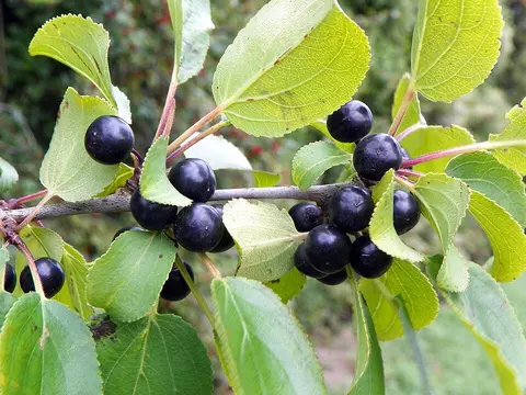 Buckthorns (Rhamnus cathartica, Frangula alnus)