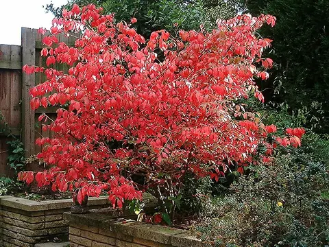 Burning bush (Euonymus alatus)