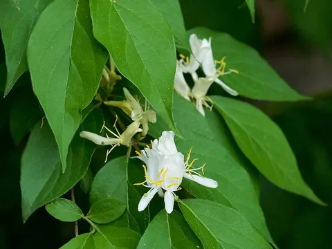 Bush honeysuckles (Lonicera maackii and relatives)
