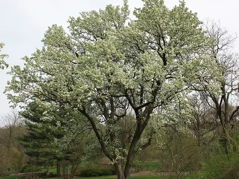 Callery pear (Pyrus calleryana)
