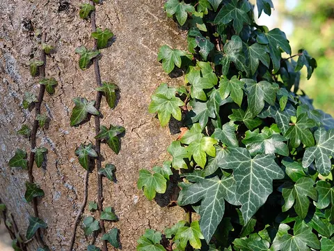 English ivy (Hedera helix)