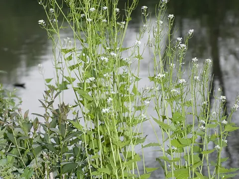 Garlic mustard (Alliaria petiolata)