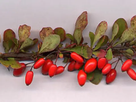 Japanese barberry (Berberis thunbergii)
