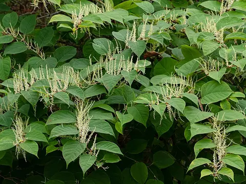 Japanese knotweed (Fallopia japonica)