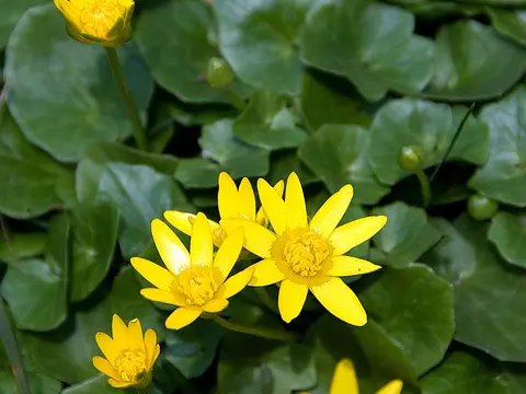 Lesser celandine (Ficaria verna)