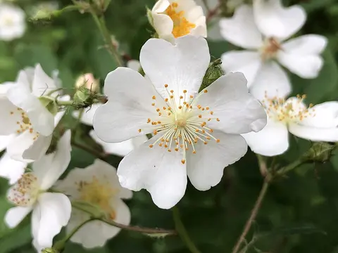 Multiflora rose (Rosa multiflora)