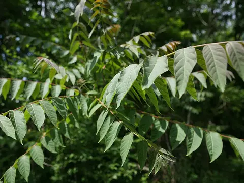 Tree-of-heaven (Ailanthus altissima)